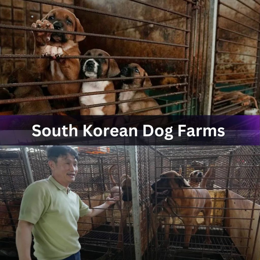 Thumbnail Korean Dog Website